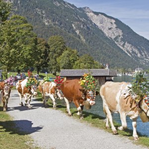 Almabtrieb am Achensee