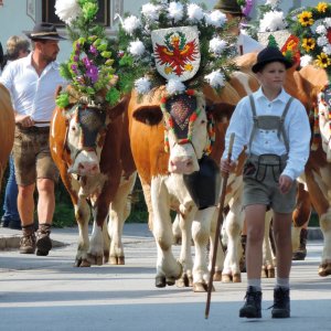 Almabtrieb in Reith im Alpbachtal
