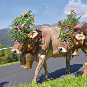 Almabtrieb Meransen