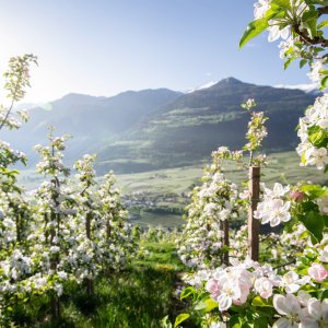 Apfelblüte Südtirol