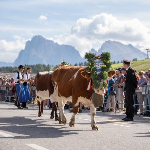 Almabtrieb Compatsch - Kastelruth